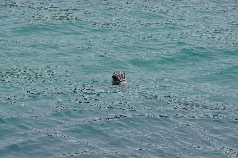 File:Seal off Newquay harbour (5913).jpg