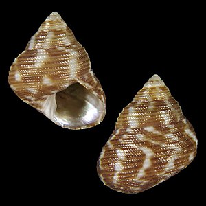 Seashell Gibbula eikoae.jpg