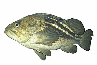 <i>Sebastes trivittatus</i> Species of fish