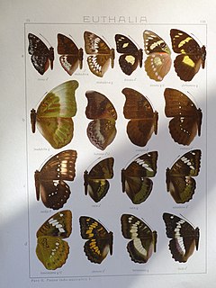 <i>Euthalia mahadeva</i> Species of butterfly