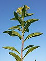 Stem with leaves