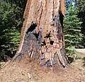 Sequoia National Park - Giant Sequoia with burnt bark