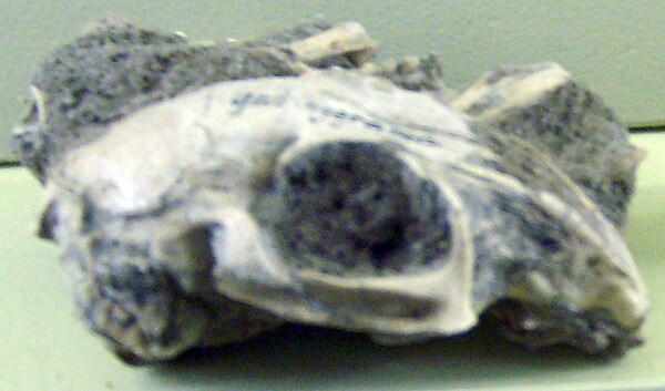 Serengetilagus praecapensis skull, Naturkundemuseum, Berlin