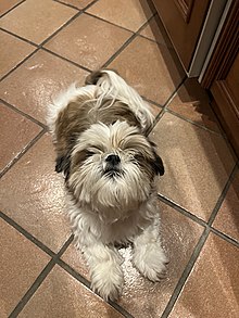 do shih tzu have heart problems