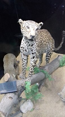 Sinai Leopard in Giza Zoological Museum.jpg