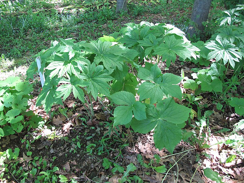 File:Sinopodophyllum hexandrum 15-p.bot-podo.hexa-22.jpg