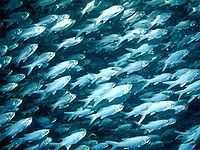 Indian threadfish - Wikipedia