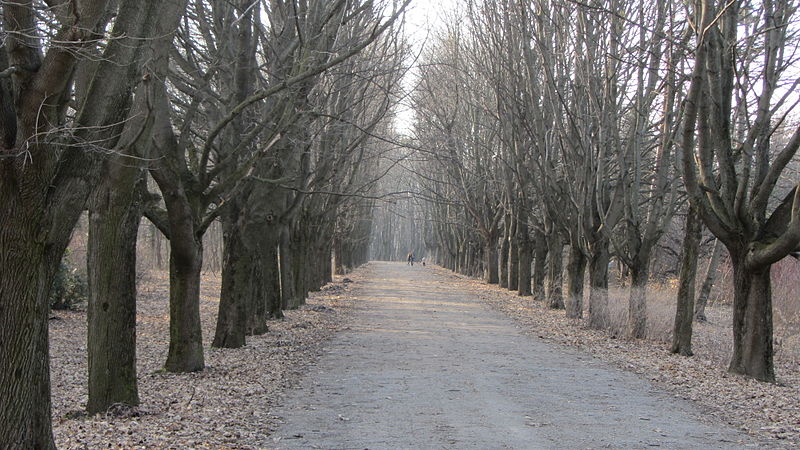 File:Snopkivsky park1 Lviv.JPG