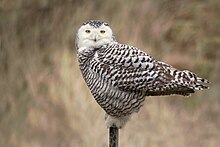 Snowy owl (Bubo scandiacus), Vlieland, Netherlands.jpg