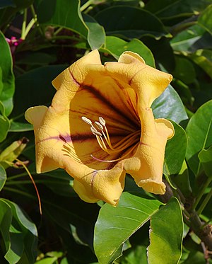 Photographie d’une fleur de Solandra maxima.