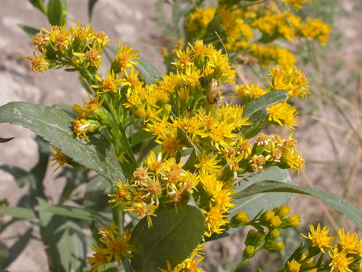 Solidago gigantea