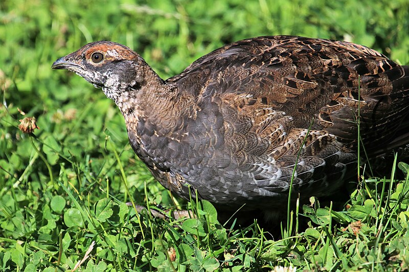 File:Sooty Grouse 2.jpg