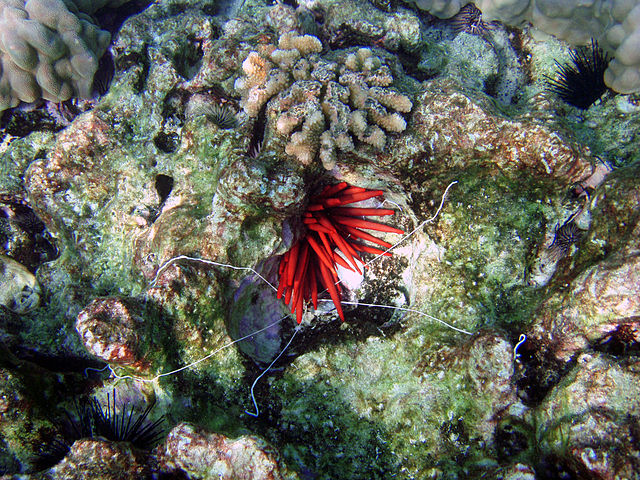 White tentacles of Loimia medusa, a spaghetti worm