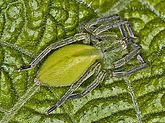 Female of Micrommata ligurina