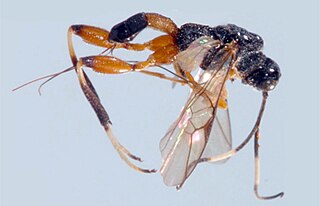 <i>Spasskia brevicarinata</i> Species of wasp