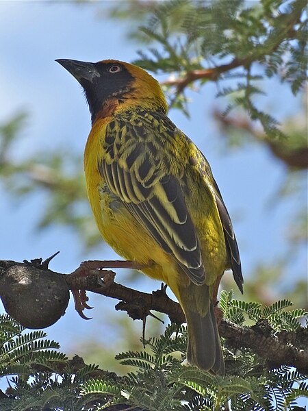 File:Speke's weaver.jpg