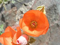 Sphaeralcea emoryi