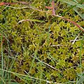 Sphagnum, undetermined species, La Bresse.