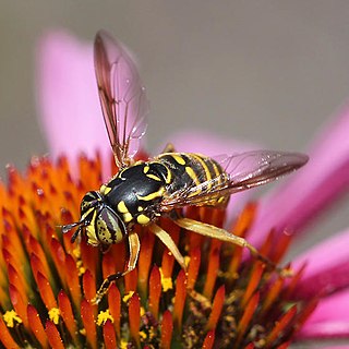 <i>Spilomyia citima</i> Species of fly