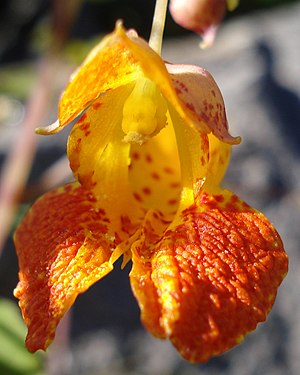 Spotted Jewelweed (Impatiens capensis)