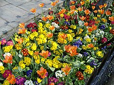 Tulips and polyanthus in spring, South Shields, UK Spring bedding, South Shields - geograph.org.uk - 406077.jpg