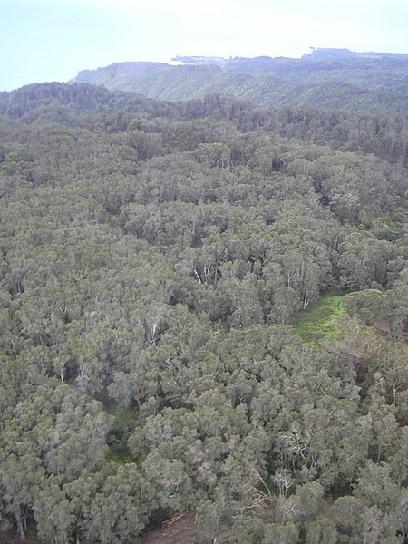 File:Starr-040301-0212-Eucalyptus sp-habitat-Hana coast-Maui (24699371515).jpg