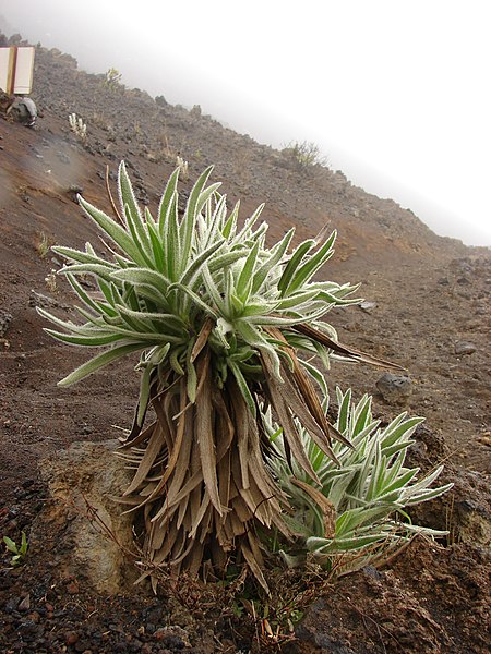 File:Starr-071005-9573-Argyroxiphium x Dubautia-furry droopy looking hybrid-Sliding Sands HNP-Maui (24525953099).jpg