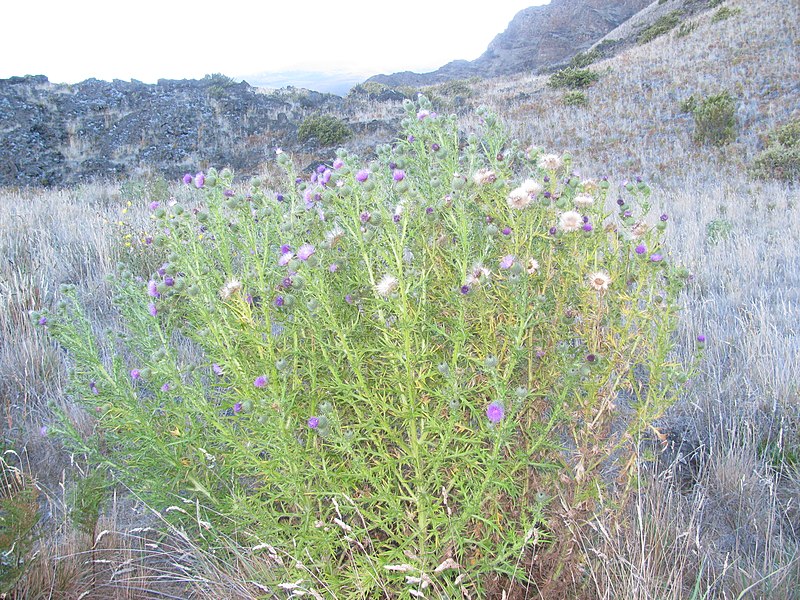 File:Starr-121015-0766-Cirsium vulgare-flowering and seeding habit-Holua HNP-Maui (24897644100).jpg