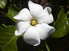 Starr 030523-0050 Gardenia brighamii.jpg