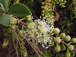 Stegnosperma halimifolium