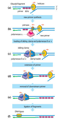 Steps in DNA synthesis Steps in DNA synthesis.svg