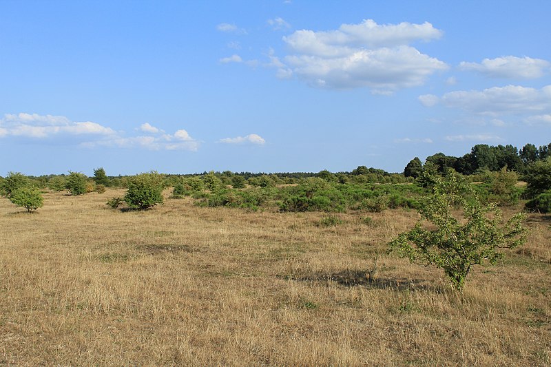 File:Stiftungsland Schäferhaus Süd Hitzewelle 2018 A3.jpg