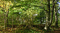 The burial mound Stora Tingshögen.