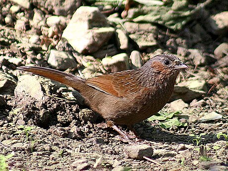 Streaked laughingthrush