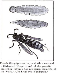 Viftevingehun (a: hunnens forende stikker ud fra hvepsens bagkrop)