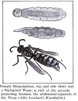 Paraziti hmyzu - alfametrin | parcareotopeniro