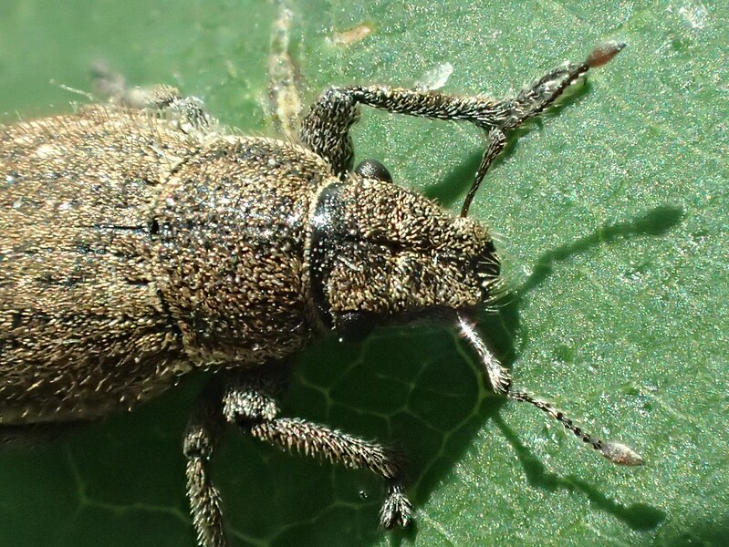 File:Strophosoma faber TP04.jpg