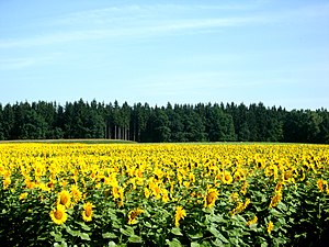 Sunflower-field-Upper-Austria.jpg