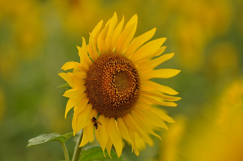 File:Sunflower and honey bee.jpg