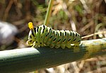 Thumbnail for File:Swallowtail caterpillar osmeterium 1.jpg