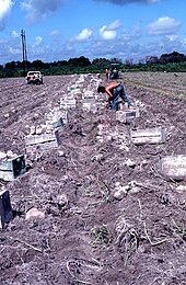 Récolte dans un champ de patates douces en Floride (1986).