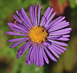 Nieuw-Engelse aster