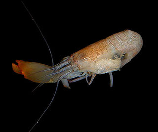 <i>Synalpheus</i> Genus of crustaceans