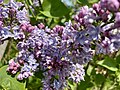 * Nomination Blooming common lilac (Syringa vulgaris) in the garden. --Laquearius 11:12, 3 September 2023 (UTC) * Decline  Oppose Sorry, confusing focus. --Vasmar1 11:34, 3 September 2023 (UTC)