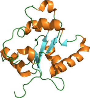 TLR2 One of the toll-like receptors and plays a role in the immune system