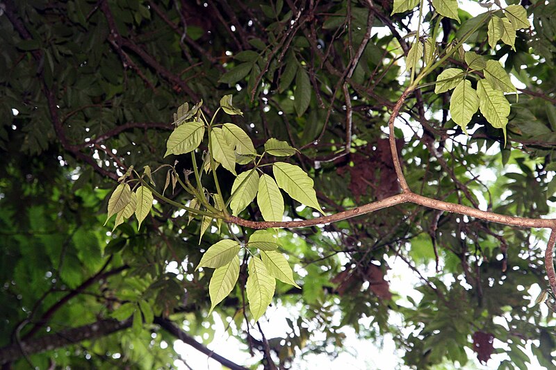 File:Tabebuia rosea 9zz.jpg