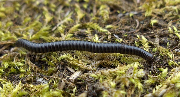 Tachypodoiulus niger, a millipede