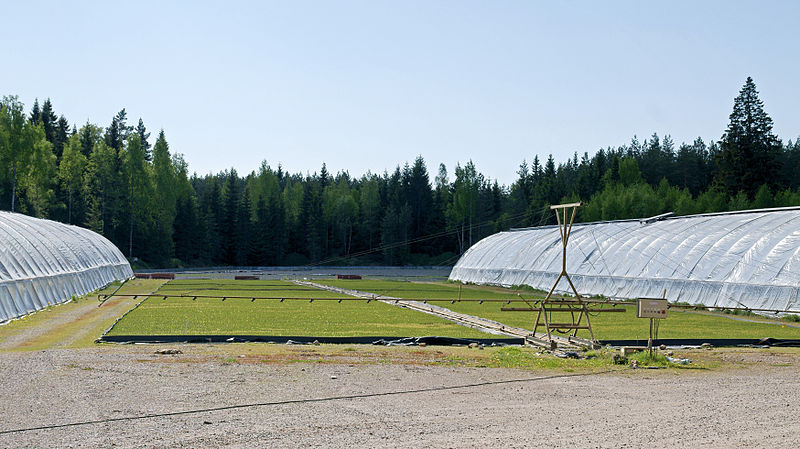 File:Taimi Tapio greenhouse and irrigation.jpg