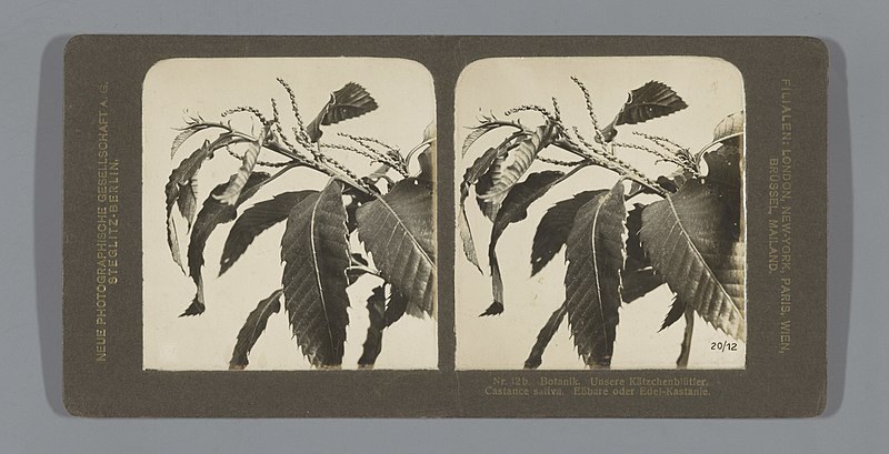 File:Tak van een Tamme kastanje (Castanea sativa) Nr. 12b. Botanik. Unsere Kätzchenblütler. Castance sativa. Essbare oder Edel-Kastanie. (titel op object), RP-F-F10269.jpg