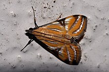 Talanga sexpunctalis Moore ، 1887 (Crambidae Pyraustinae) .jpg